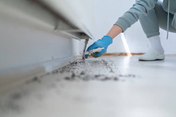 Pest Prevention Services in Las Vegas, NV